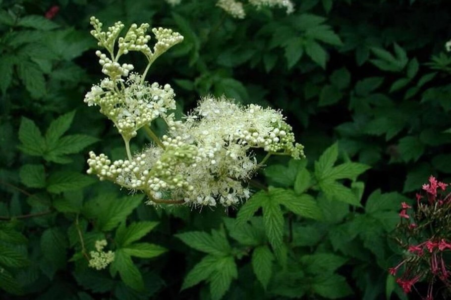 Лабазник вязолистный таволга