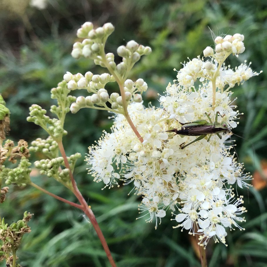 Таволга вязолистная