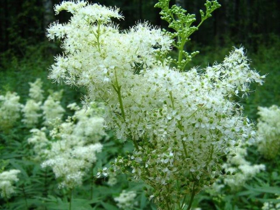 Лабазник вязолистный variegata