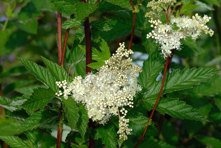 Таволга лабазник спирея
