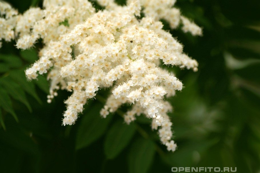 Белоголовник Сибирский