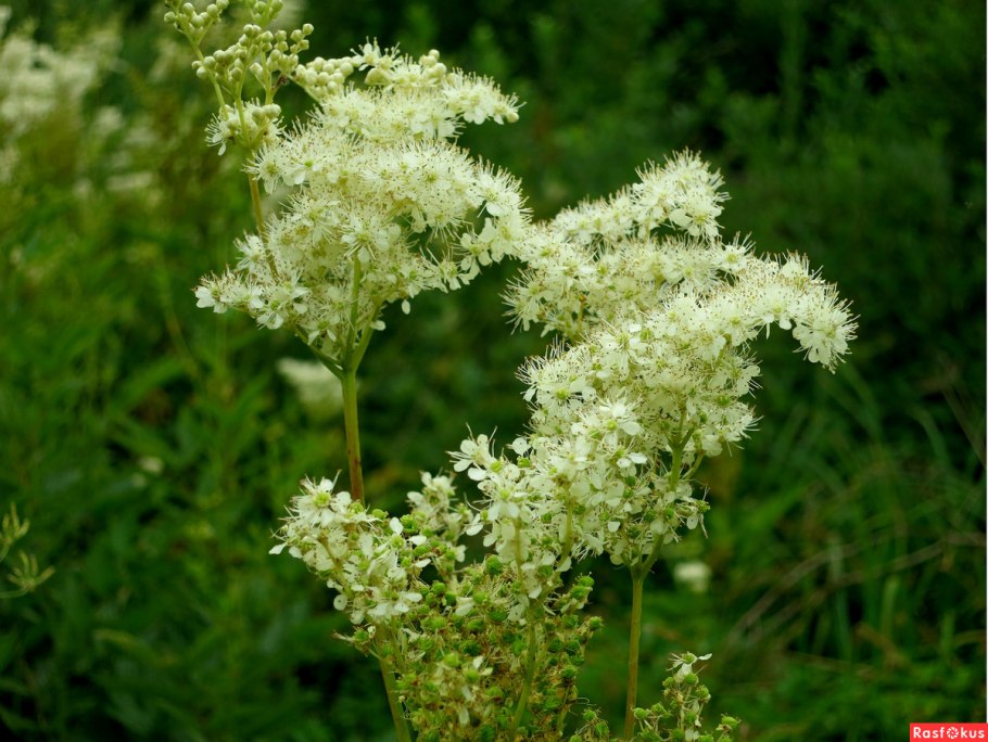 Таволга вязолистная