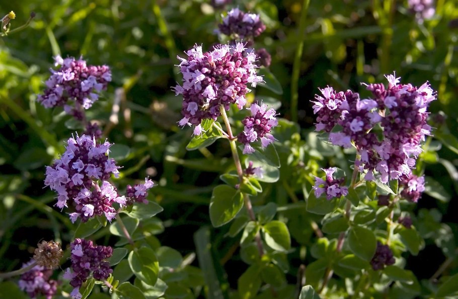 Душица белоголовник