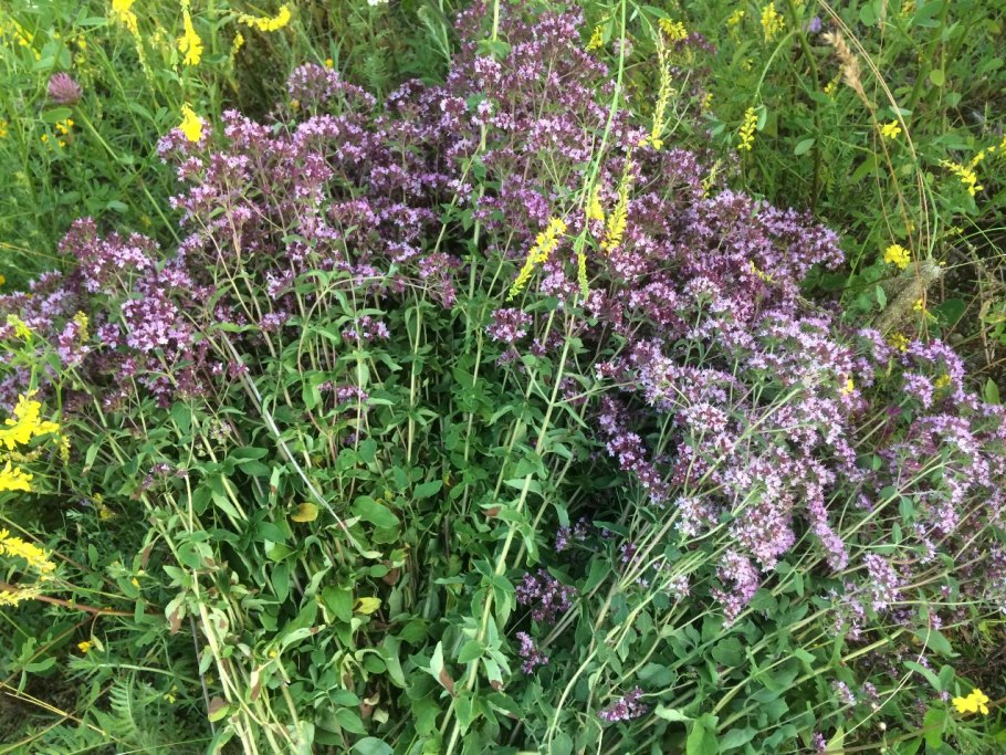 Матрёшка душица трава