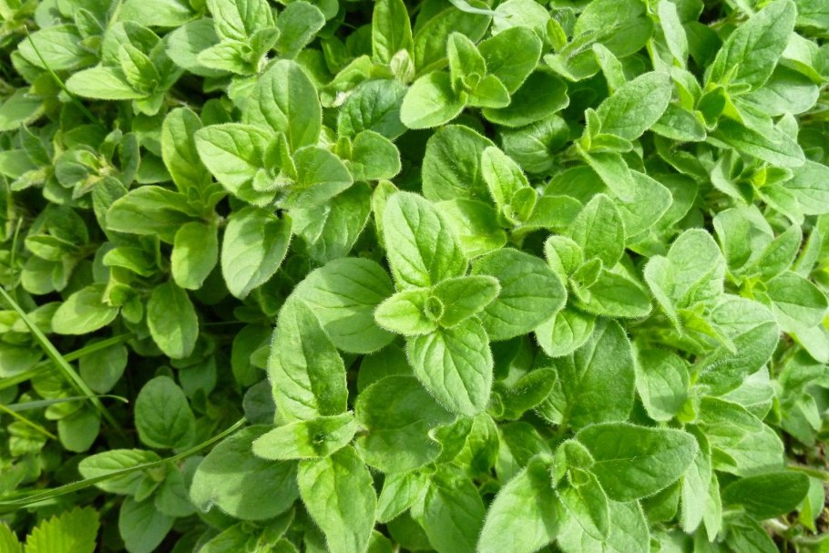 Лето орегано