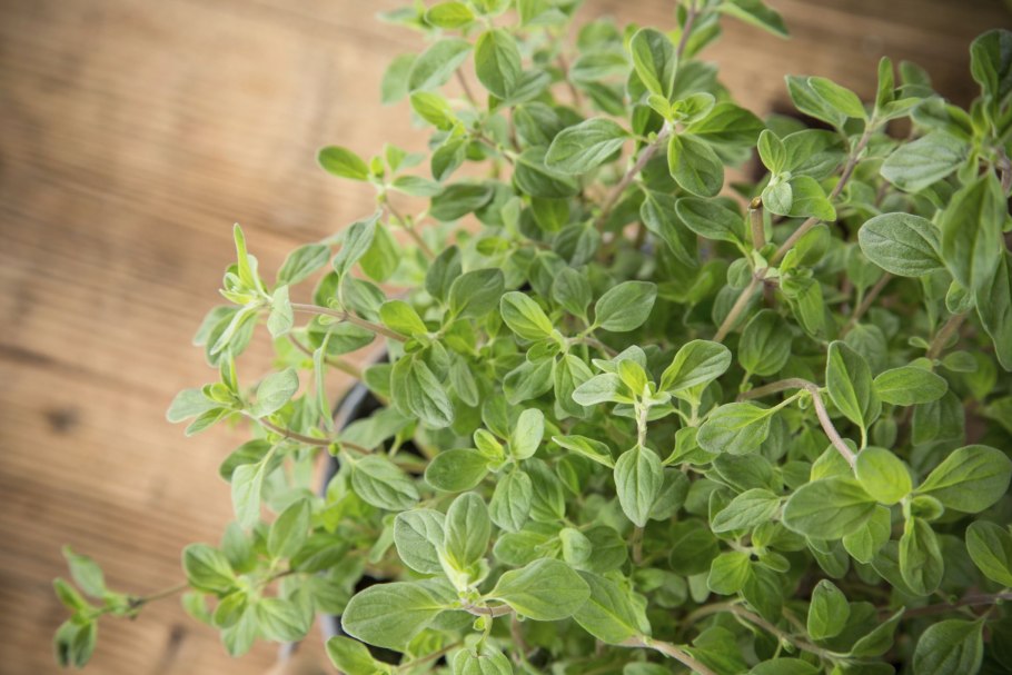 Бардакош трава