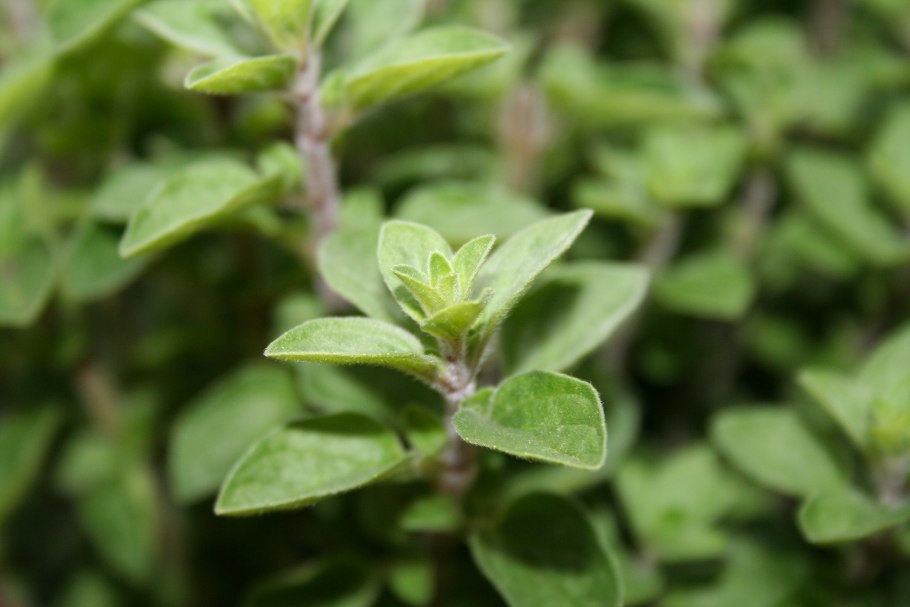 Origanum vulgare листья