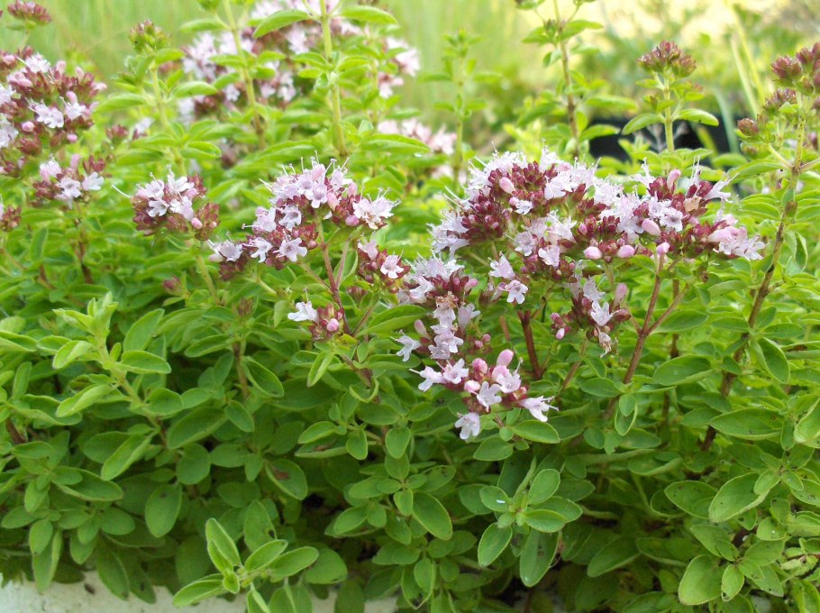 Майоран (Thymus mastichina)