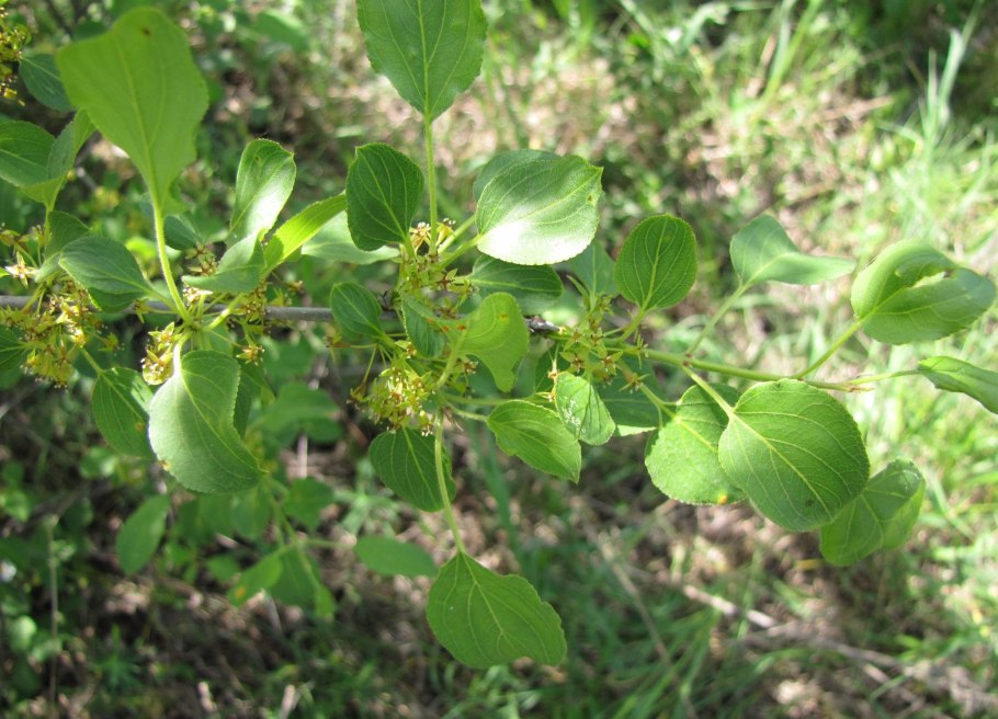 Жостер слабительный цветение
