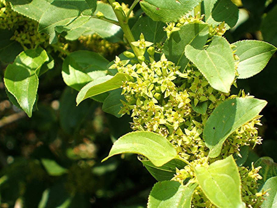 Rhamnus catharticus