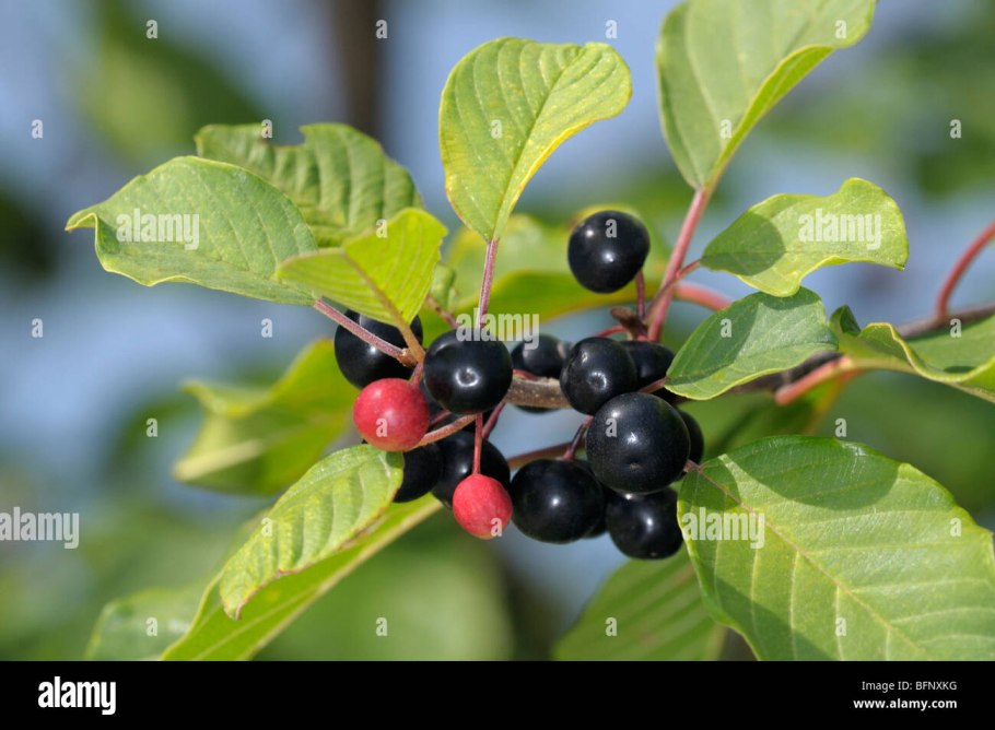Волчья ягода Крушина