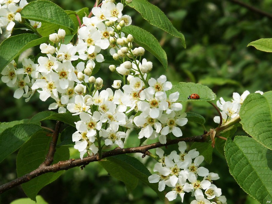 Жостер слабительный (Rhamnus cathartica)