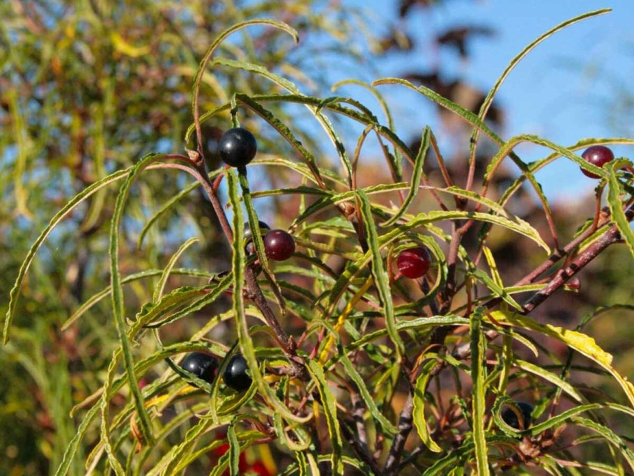 Крушина кора ф/п 1,5г №20