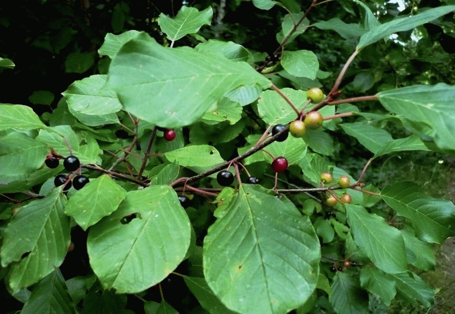 Крушина ломкая (Frangula Alnus)