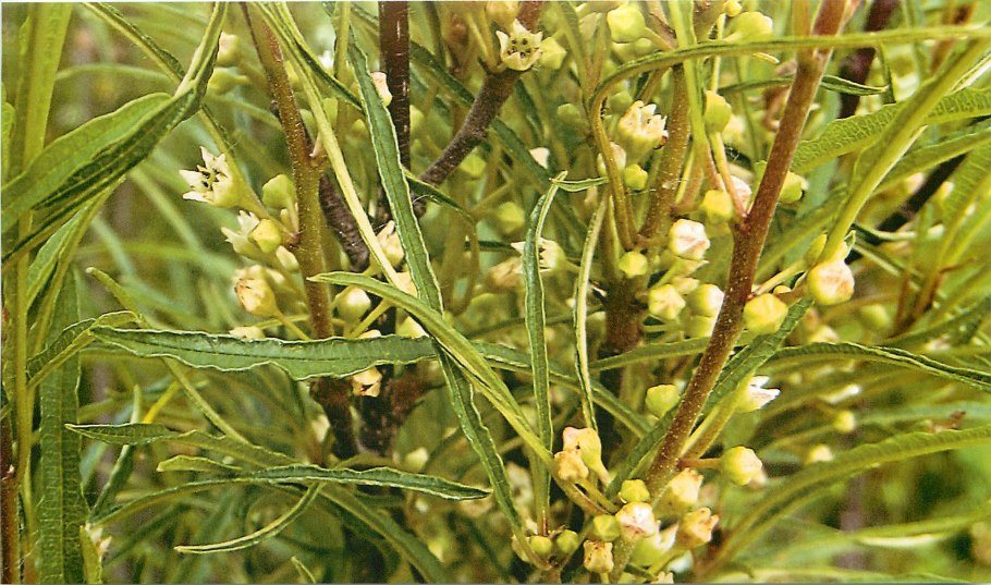 Крушина ломкая аспленифолия