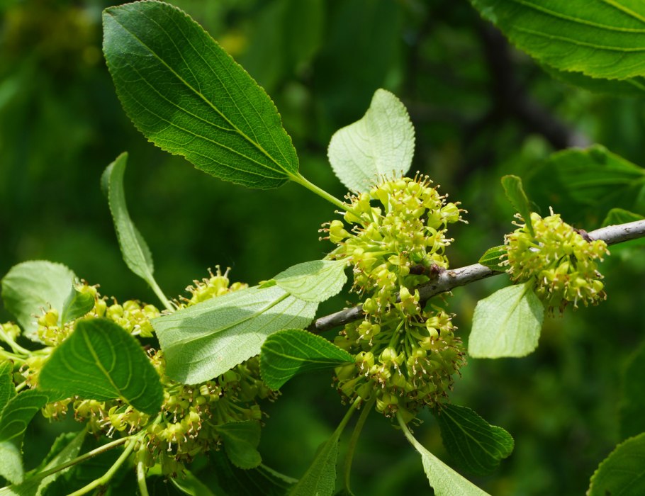 Жостер Rhamnus cathartica