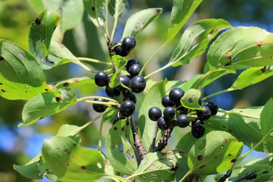 Крушина обыкновенная