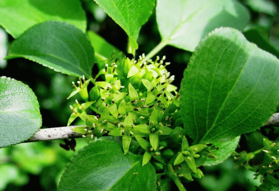 Крушина слабительная (Rhamnus cathartica)