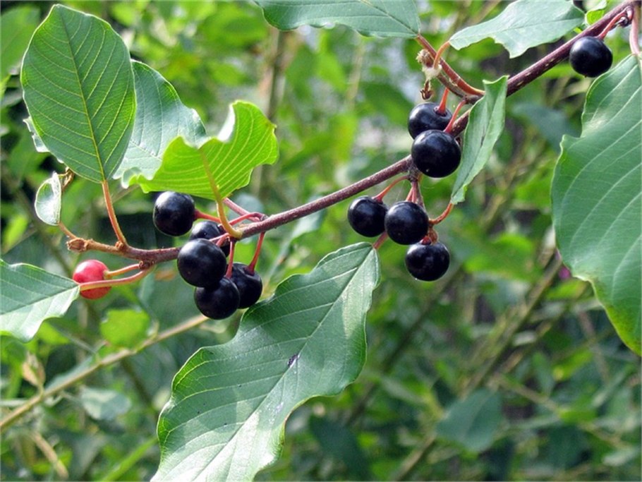 Крушина ломкая Волчья ягода