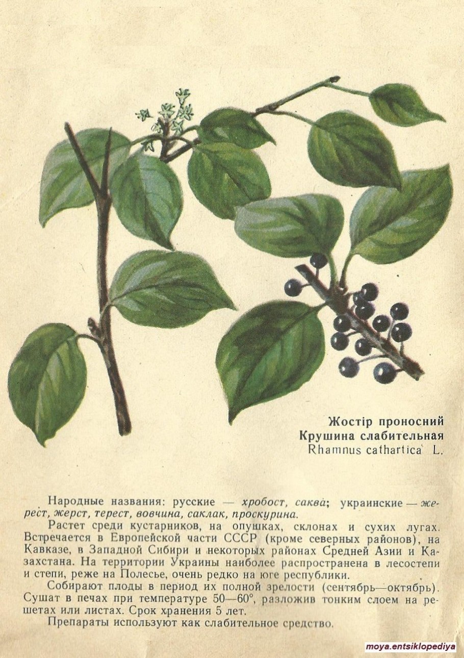 Крушина ольховидная