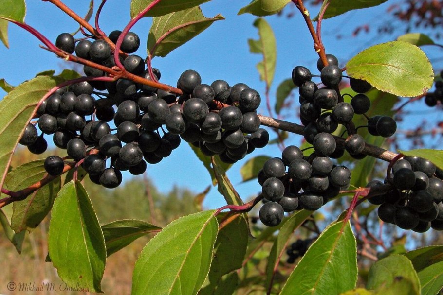 Волчья ягода Крушина