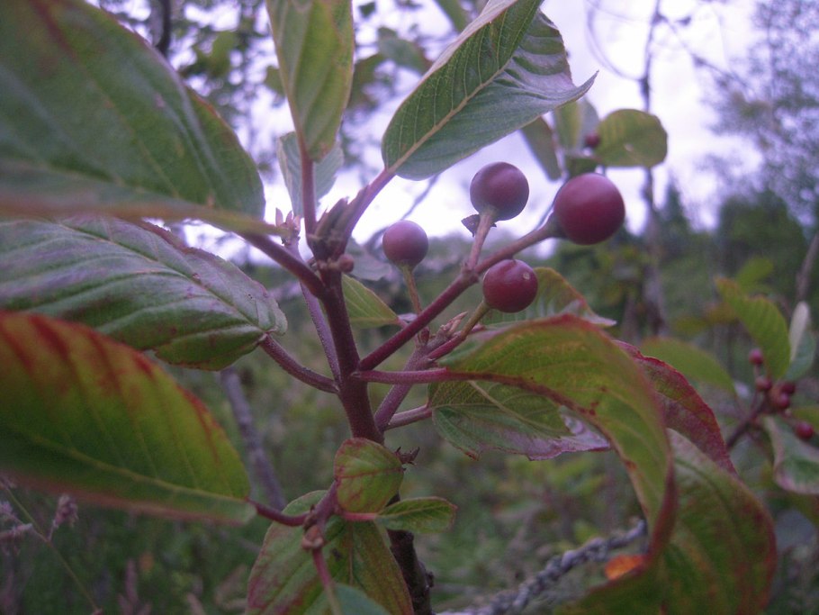 Крушина ломкая (Frangula Alnus)