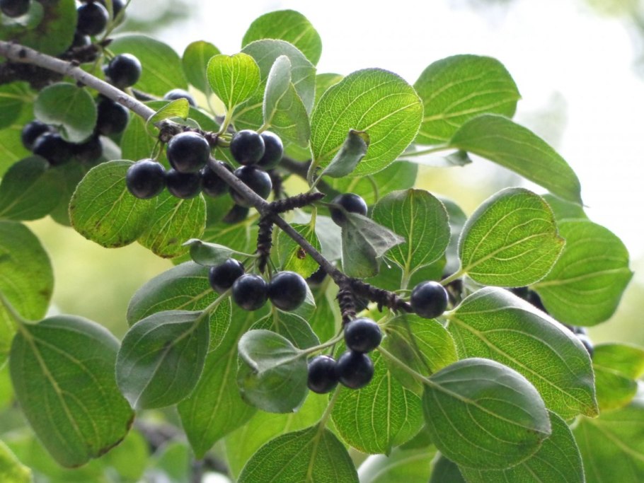 Жостер слабительный Крушина