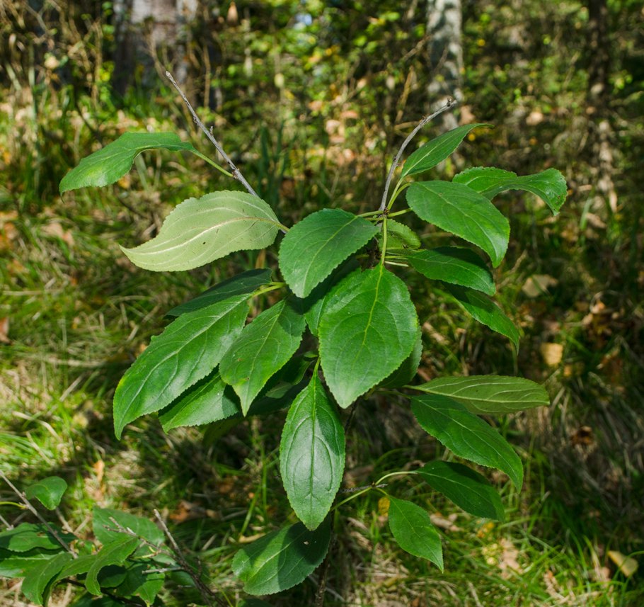Жостер слабительный (Rhamnus cathartica)