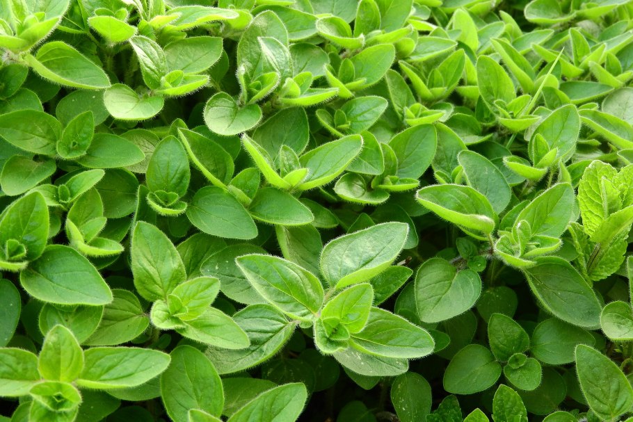 Origanum Majorana (майоран)