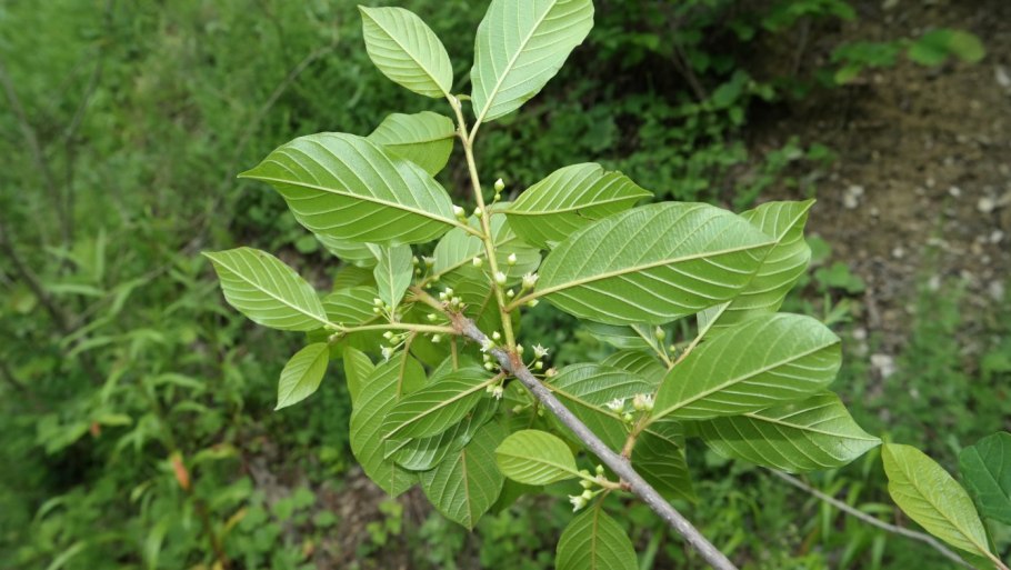 Rhamnus cathartica