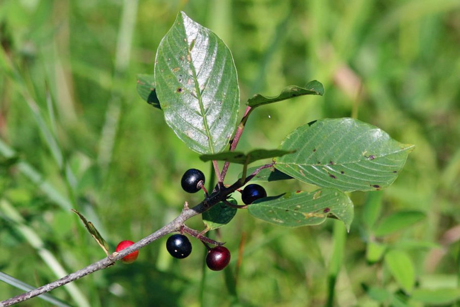 Крушина слабительная (Rhamnus cathartica)