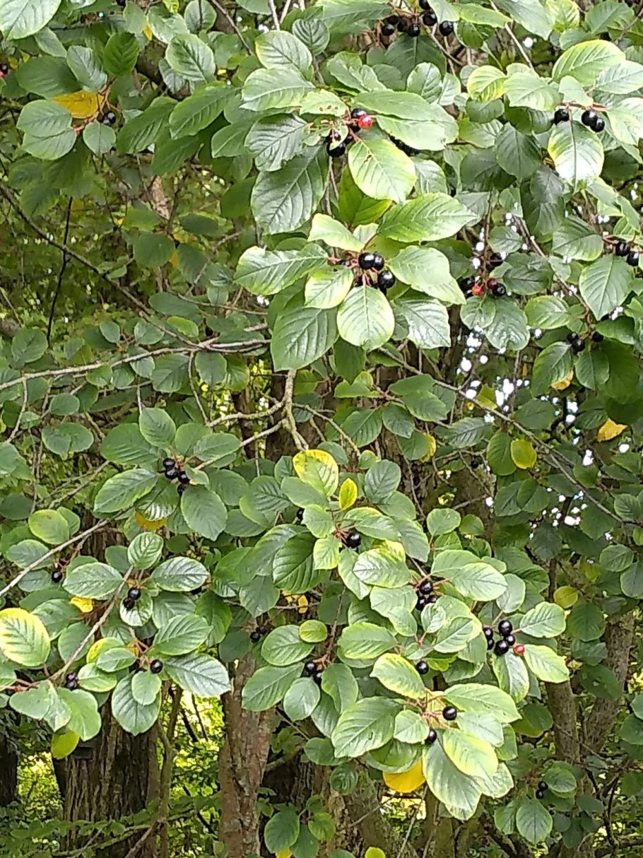 Крушина ломкая жостер слабительный