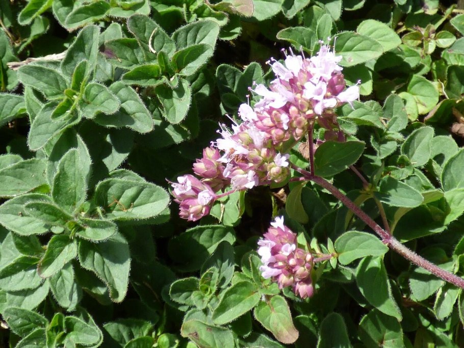 Origanum Majorana (майоран)