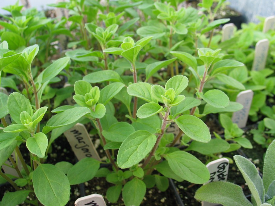 Майоран растение