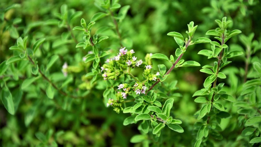 Майоран трава