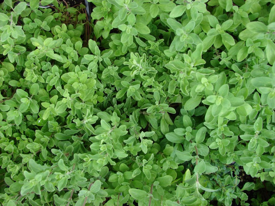 Майоран Сканди