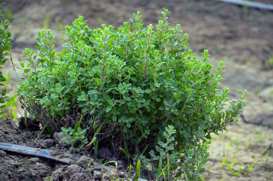 Майоран садовый Сканди