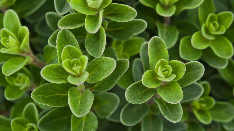 Майоран и орегано в чем отличие