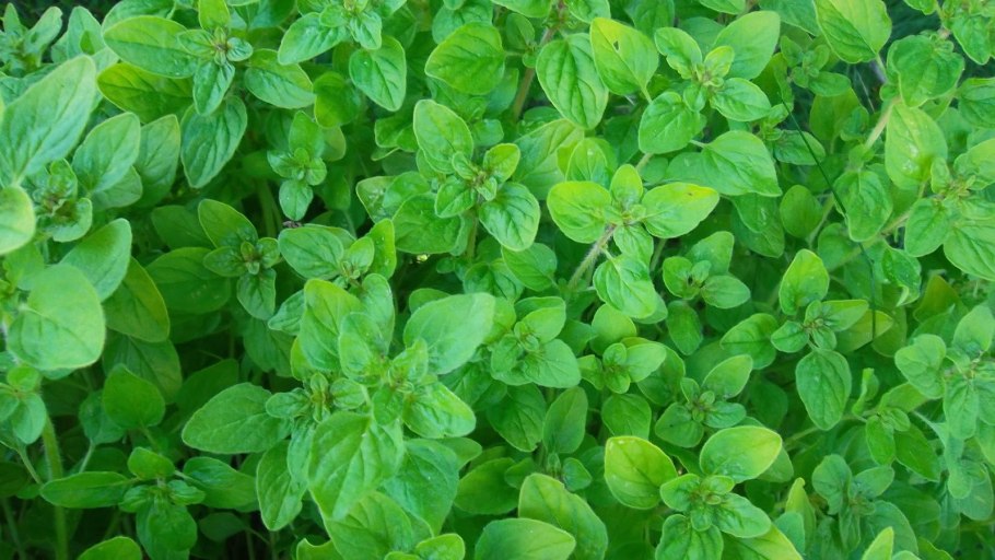 Майоран цветение