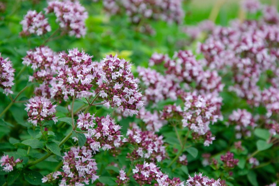 Душица обыкновенная (Origanum vulgare)
