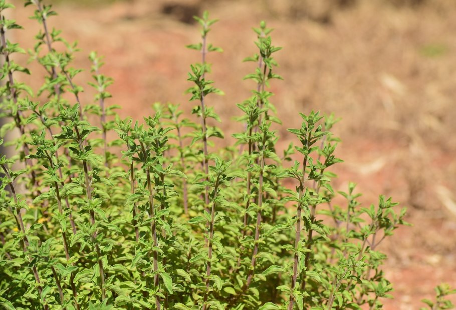 Растение Origanum Majorana