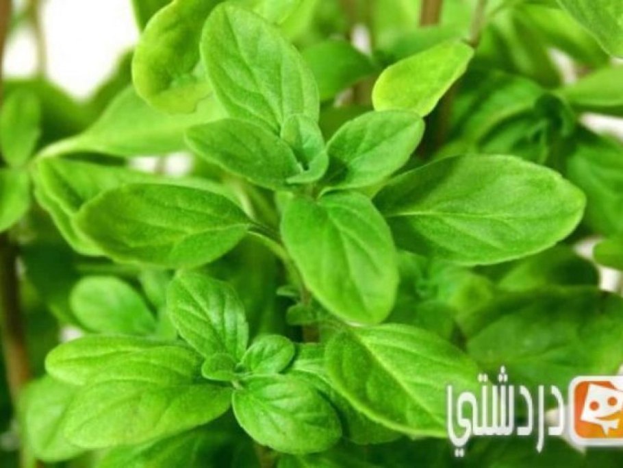 Майоран садовый, ориганум