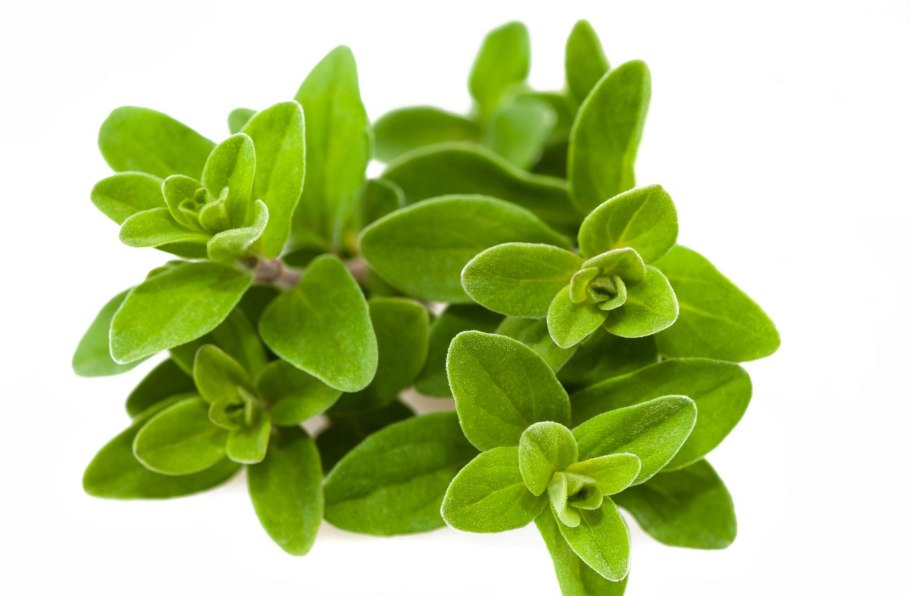 Душица тимьян майоран