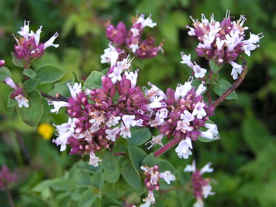 Орегано (душица, майоран).