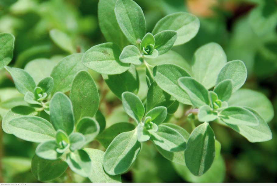 Пряная трава майоран