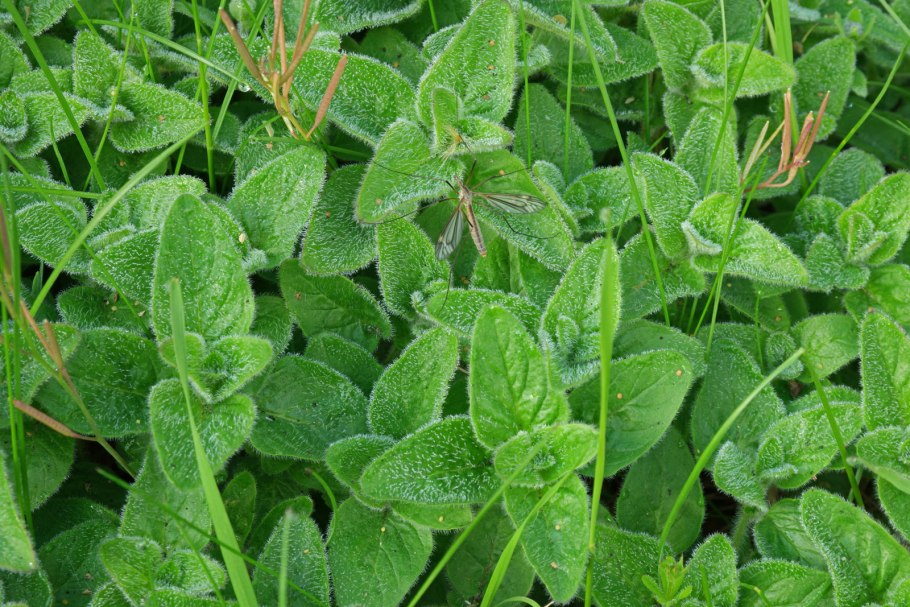 Майоран трава