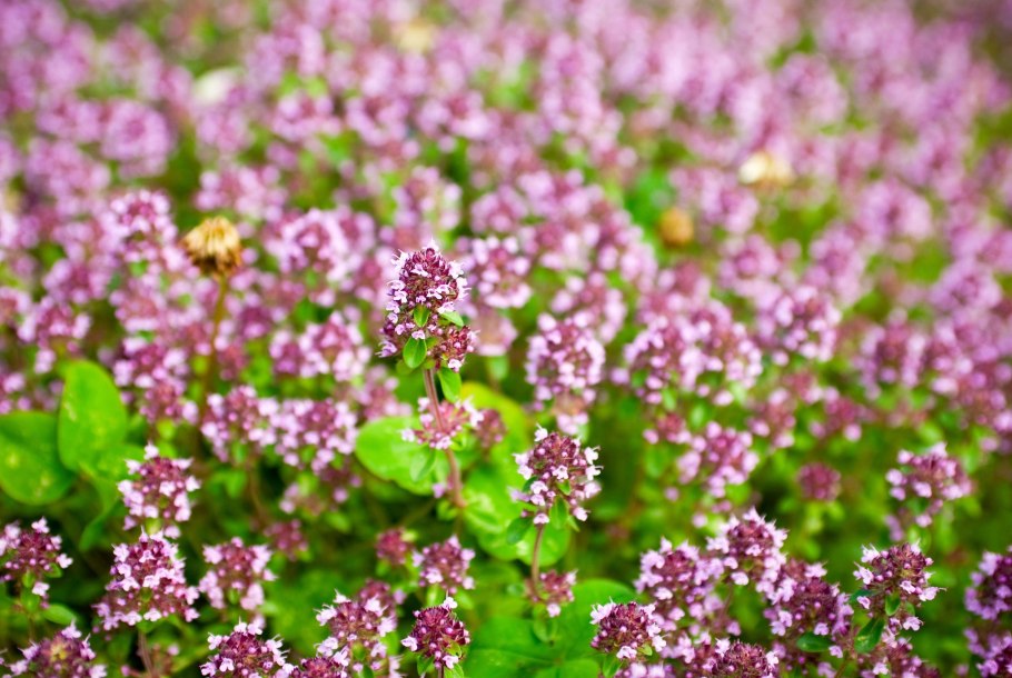 Origanum Majorana (майоран)