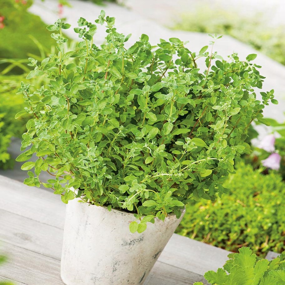 Майоран зелень