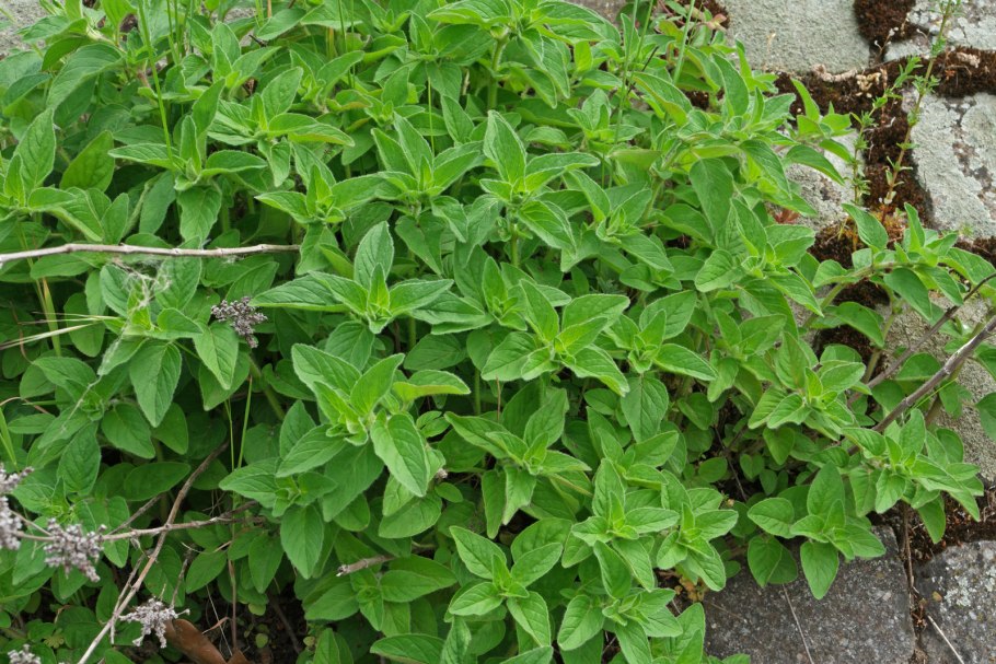 Орегано (лист)