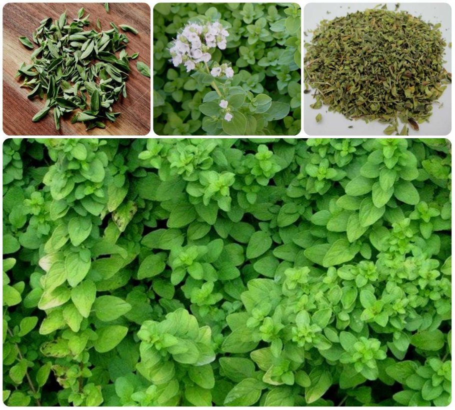 Орегано (душица, майоран).